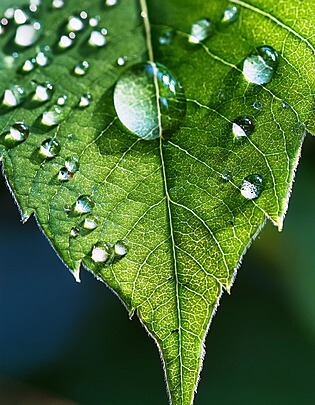A single leaf with dewdrops, showing intricate detail.